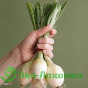 Лук репчатый молодой от Анастасии и Сергея