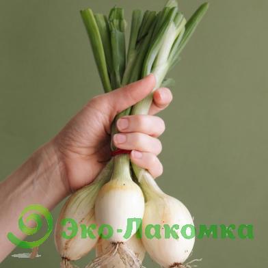 Лук репчатый молодой от Анастасии и Сергея