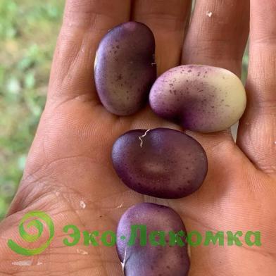 Бобы полной спелости от семьи Морозовых