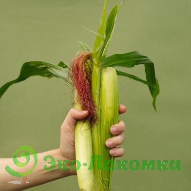 Кукуруза мини от Анастасии и Сергея