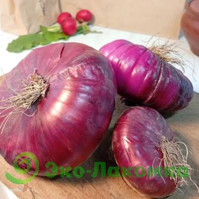 Лук красный от семьи Морозовых