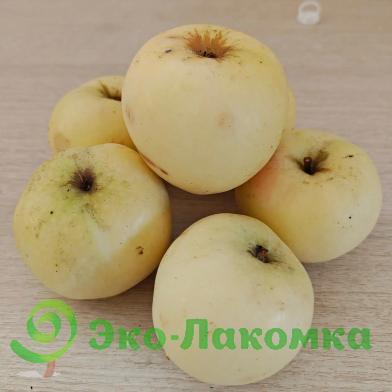 Яблоки Антоновка дикорастущие