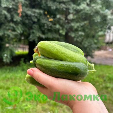 Огурцы гладкие мини от Колхоз номер 1