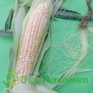 Кукуруза сахарная от семьи Морозовых