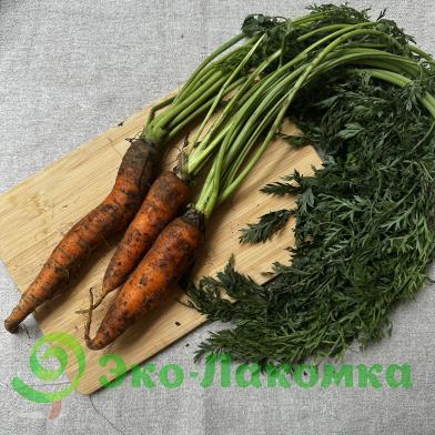 Морковь молодая с ботвой от семьи Морозовых