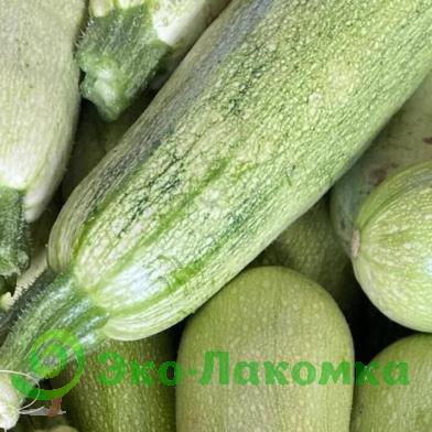 Кабачки крупные от семьи Морозовых