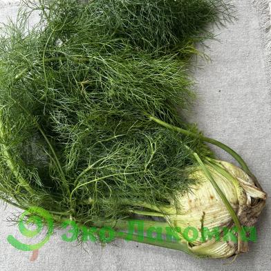 Фенхель от семьи Морозовых