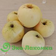 Яблоки Антоновка дикорастущие