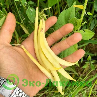 Фасоль стручковая от семьи Морозовых