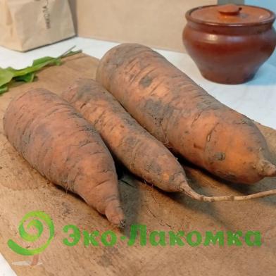 Морковь  от семьи Морозовых