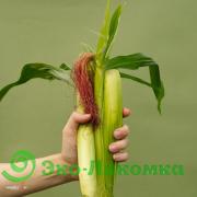 Кукуруза мини от Анастасии и Сергея