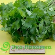 Кинза органическая  Долгиниха