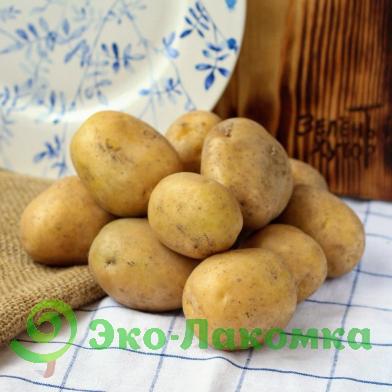 Картофель ОРГАНИК от Агронова