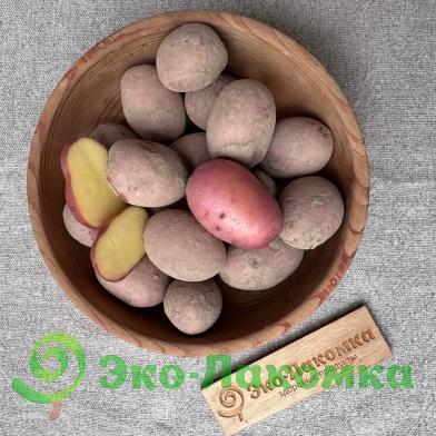 Картофель беби органический красный от Ильи Белугина