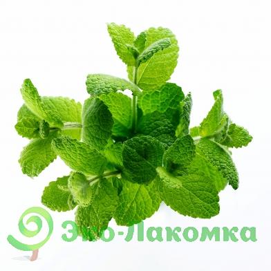 Мелисса свежая