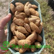 Орех миндаль в мягкой скорлупе от Александра Чайкина