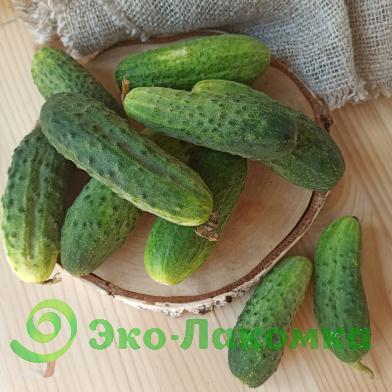 Огурцы подмосковные Атос БИО