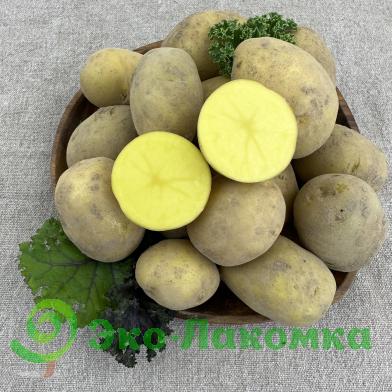 Картофель белый от Колхоз номер 1