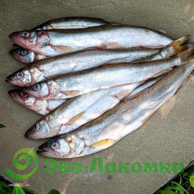 Корюшка ладожская свежемороженая мелкая