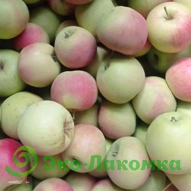 Яблоки сезонные от семьи Морозовых
