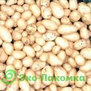 Картофель беби  от Колхоз номер 1