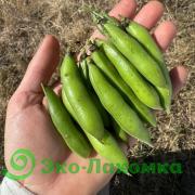 Бобы молодые от Анастасии и Сергея