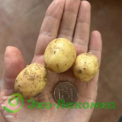 Картофель беби органический Васильки