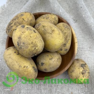 Картофель  от Ирины Гавриловой