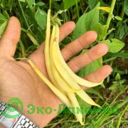 Фасоль стручковая от семьи Морозовых