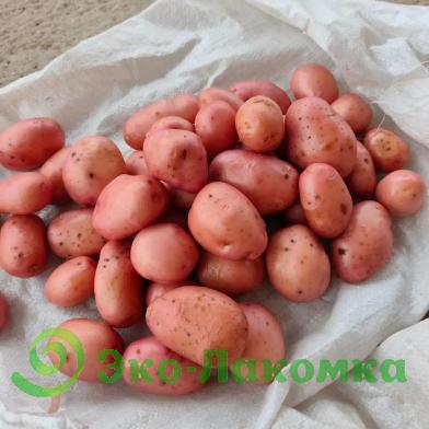 Картофель органический Пламя от Ильи Белугина