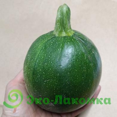 Кабачки круглые от семьи Морозовых