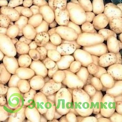 Картофель беби  от Колхоз номер 1