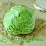 Капуста молодая салатная от семьи Морозовых