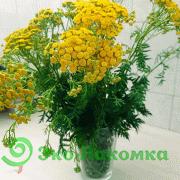 Пижма - букет Васильки