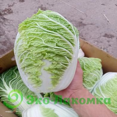 Капуста пекинская от семьи Морозовых