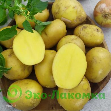 Картофель средний от Дмитрия Славянского