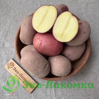 Картофель органический красный от Ильи Белугина