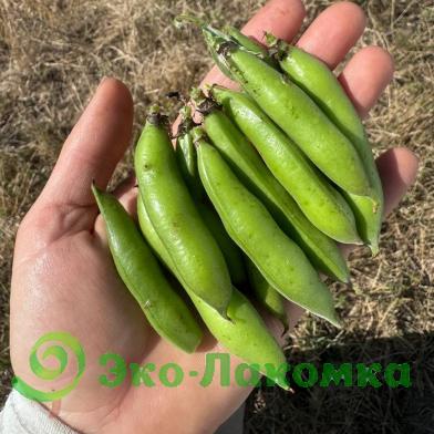 Бобы молодые от Анастасии и Сергея