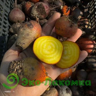 Свекла  желтая от Анастасии и Сергея